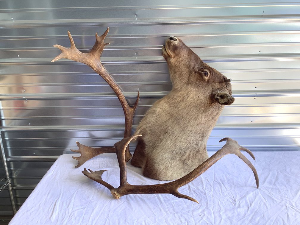 Elk Shoulder Mount