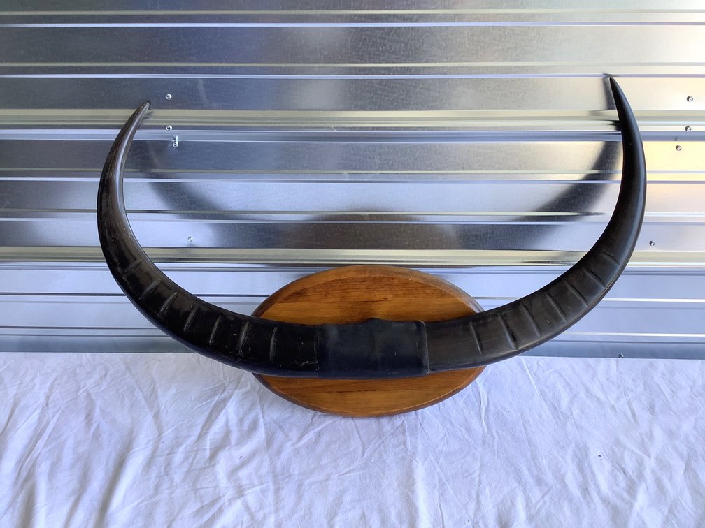 Steer Horn