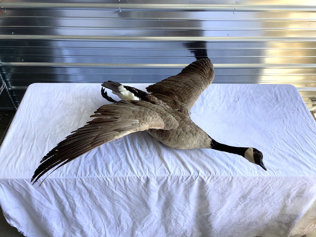 Goose Full Body Mount