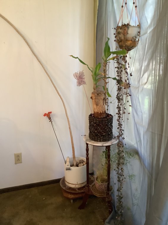 Bamboo, Dragon Tree, and String of Hearts Plants