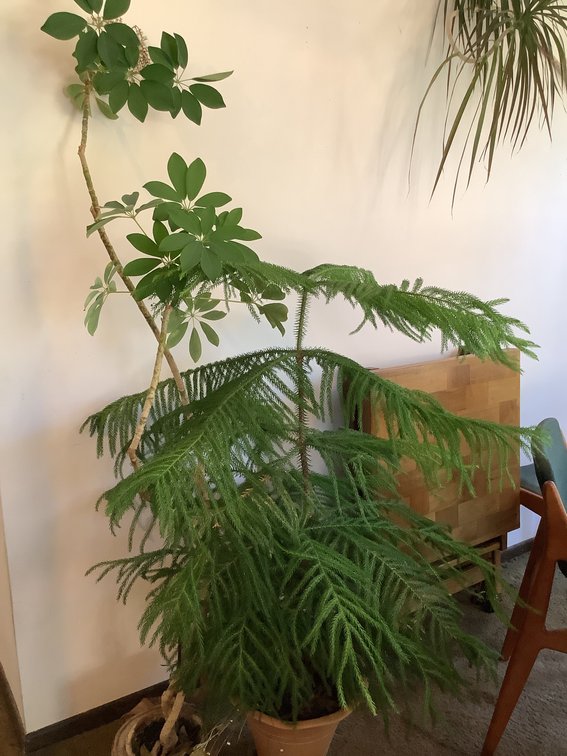 Norfolk Island Pine and Schefflera Plants