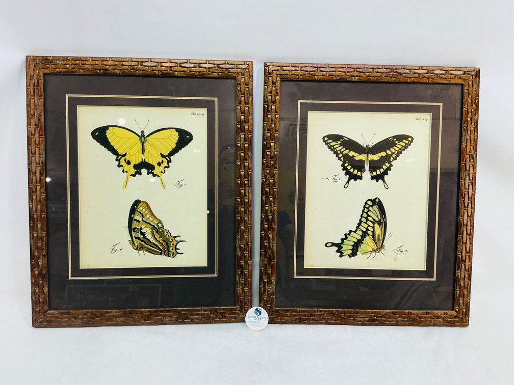 Species Illustrations