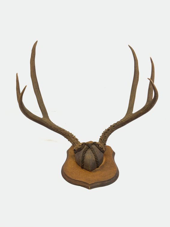 Deer Antlers