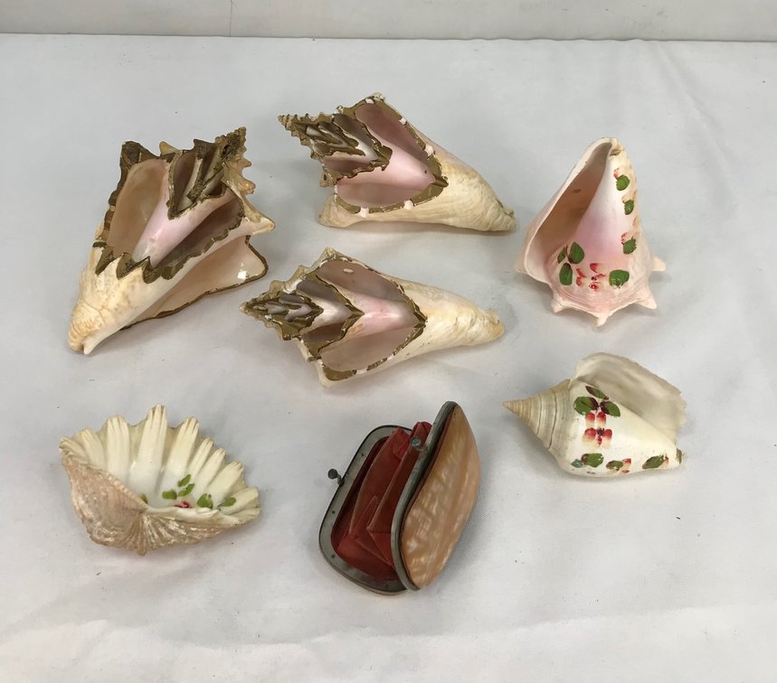 Decorative Sea Shells and Shell Coin Purse