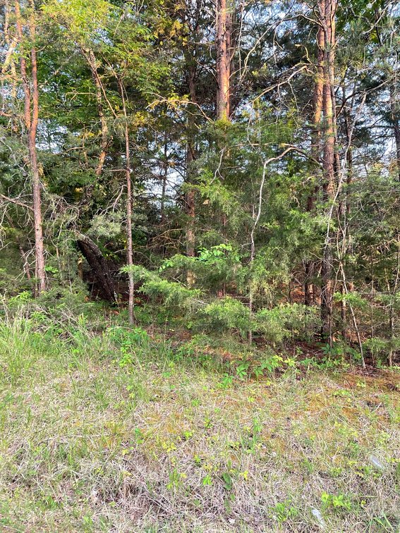 Image for 19.27 Acres On Lavender Ln,  Altavista, VA  24517