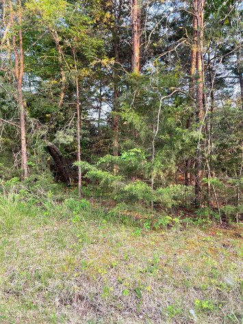 Image for 19.27 Acres On Lavender Ln,  Altavista, VA  24517