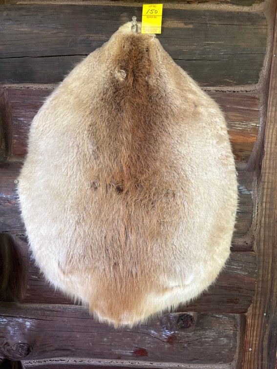 Tanned beaver pelt