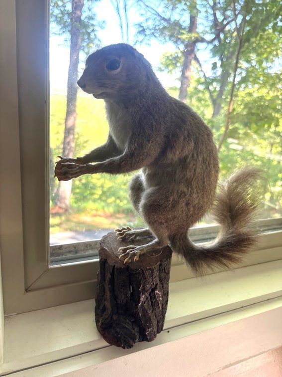 Taxidermy Mounted Squirrel