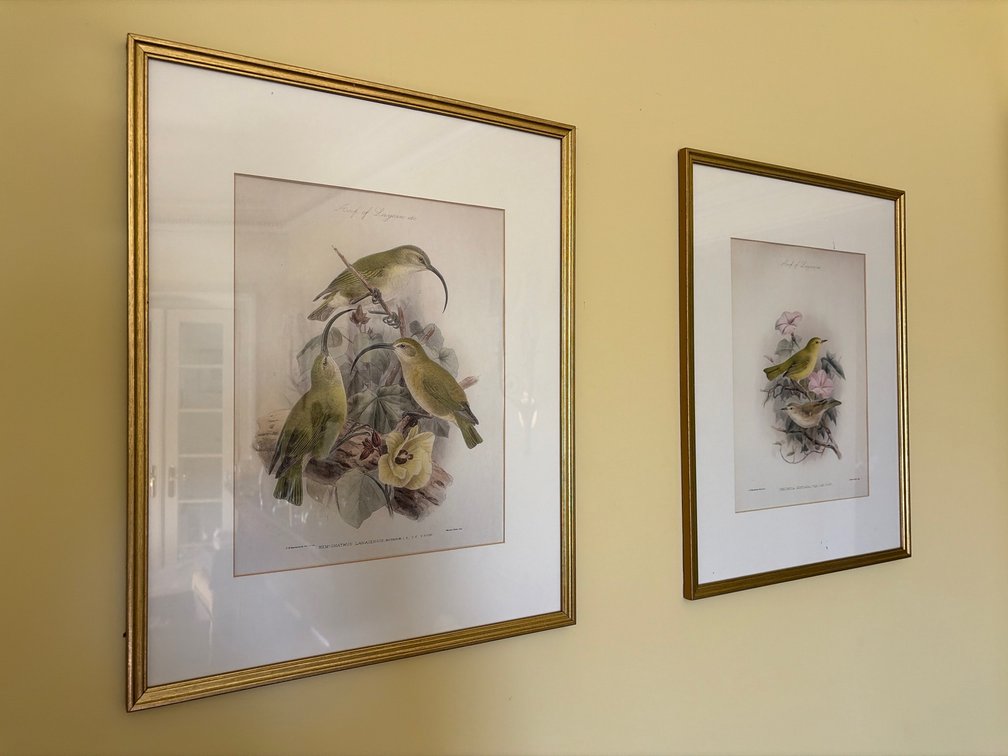 Pair of Framed J.G. Keulemas Bird Lithographs