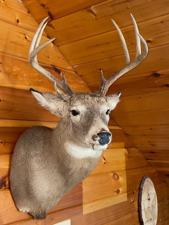 9 Point Buck Killed on Cacapon Mountain