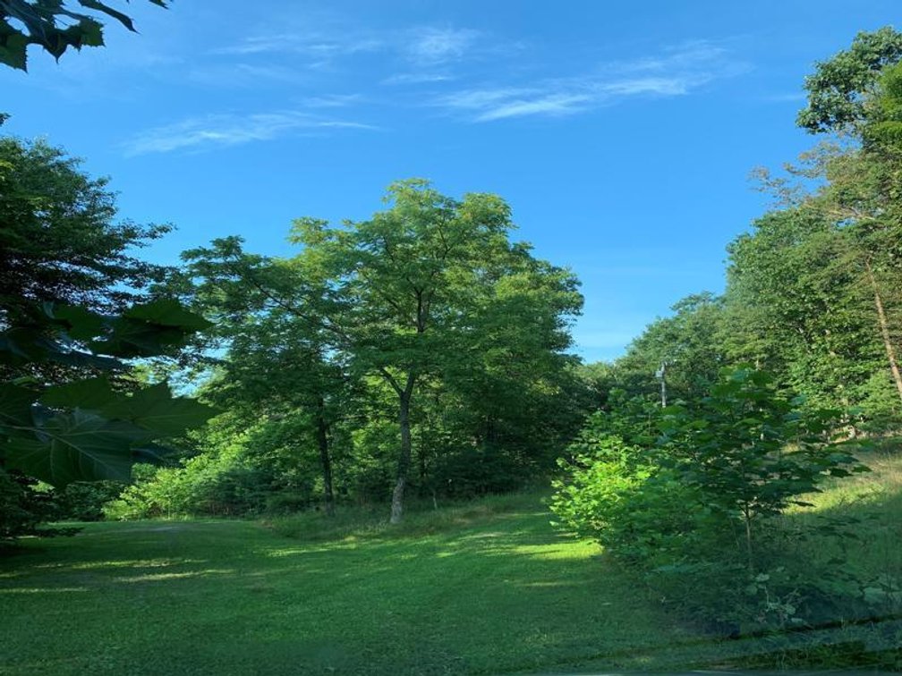 Image for Online Only Auction of 20.00 Acres