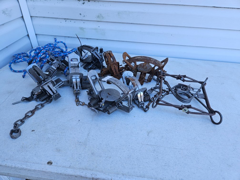 Duke Coil Spring Animal Traps