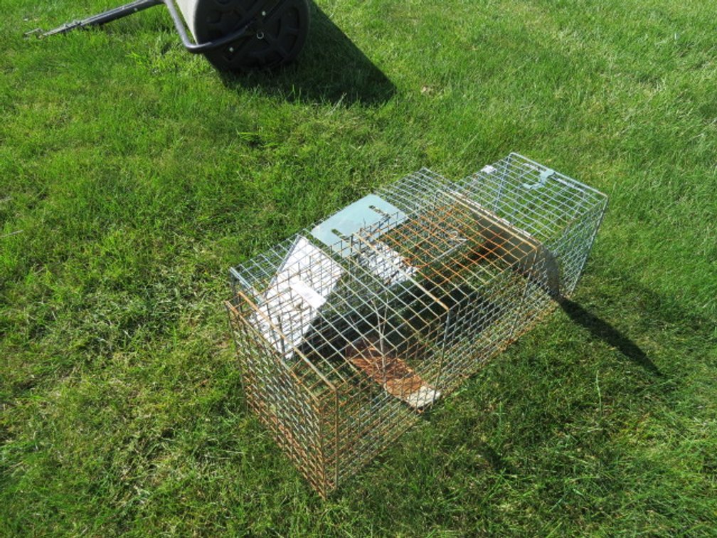 Animal traps