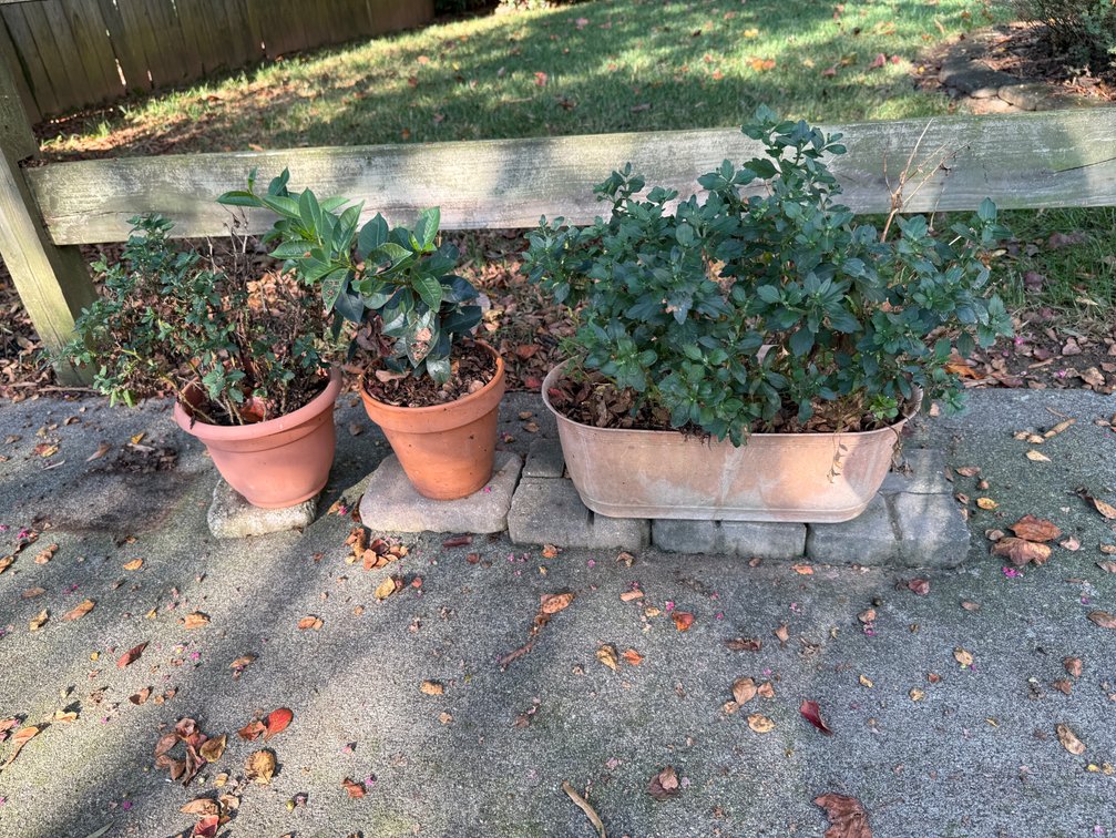 Assorted Outdoor Planters with Live Plants