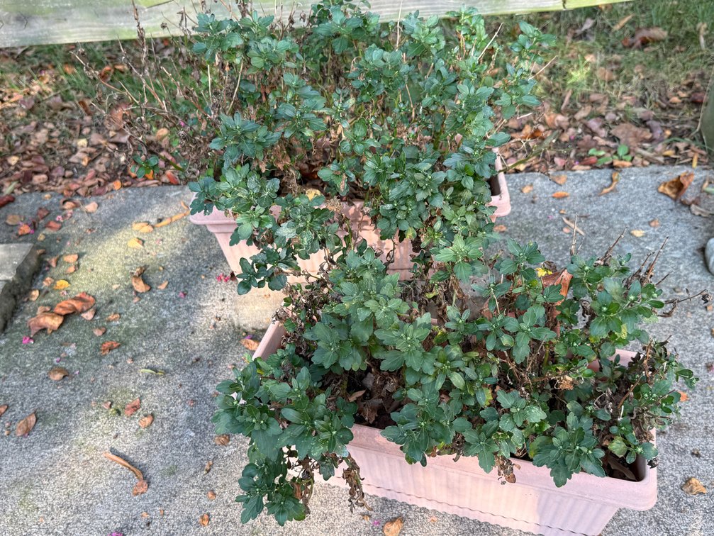 Plastic Trough Planters with Live Chrysanthemums