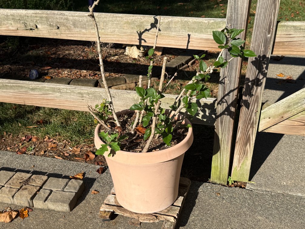 Potted Ornamental Shrub in Plastic Planter