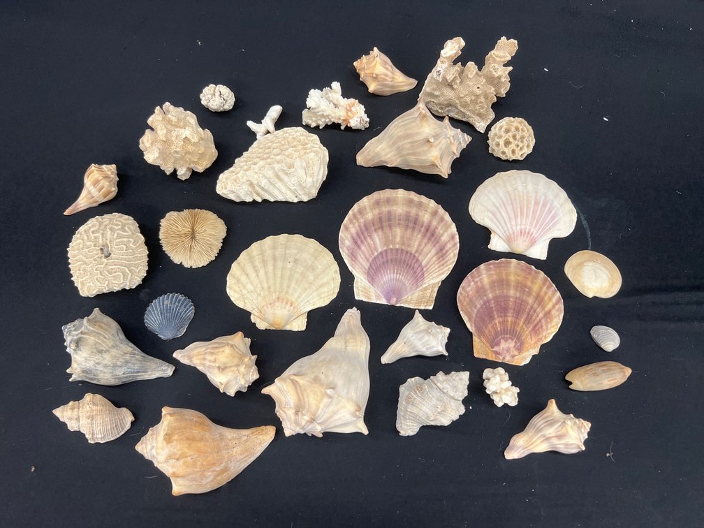 Sea Shells & Coral