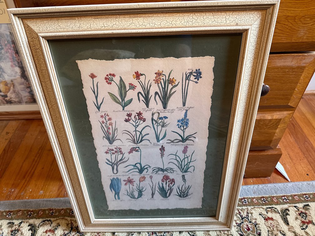 Framed Botanical Plate 67 Illustration Print