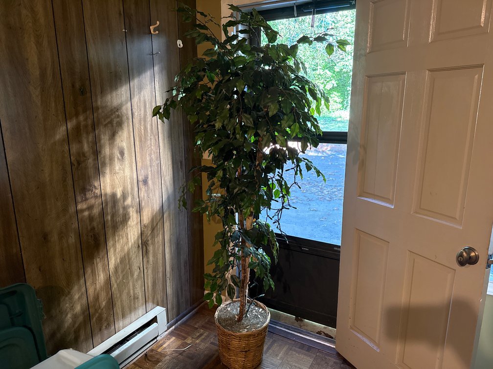 Artificial Ficus Tree with Lights