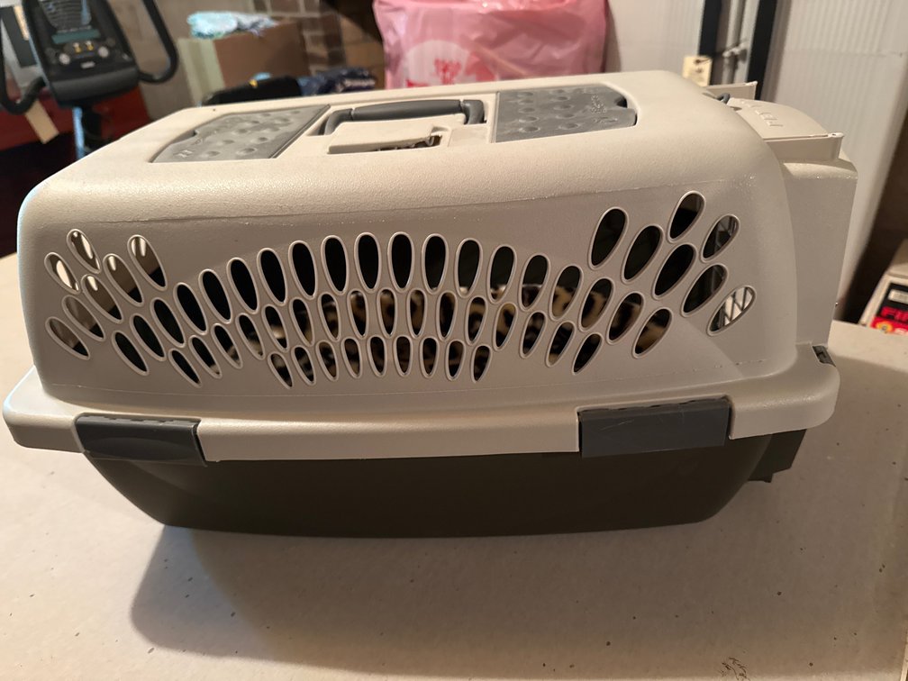 Petmate Pet Taxi Plastic Pet Carrier with Plush Bed