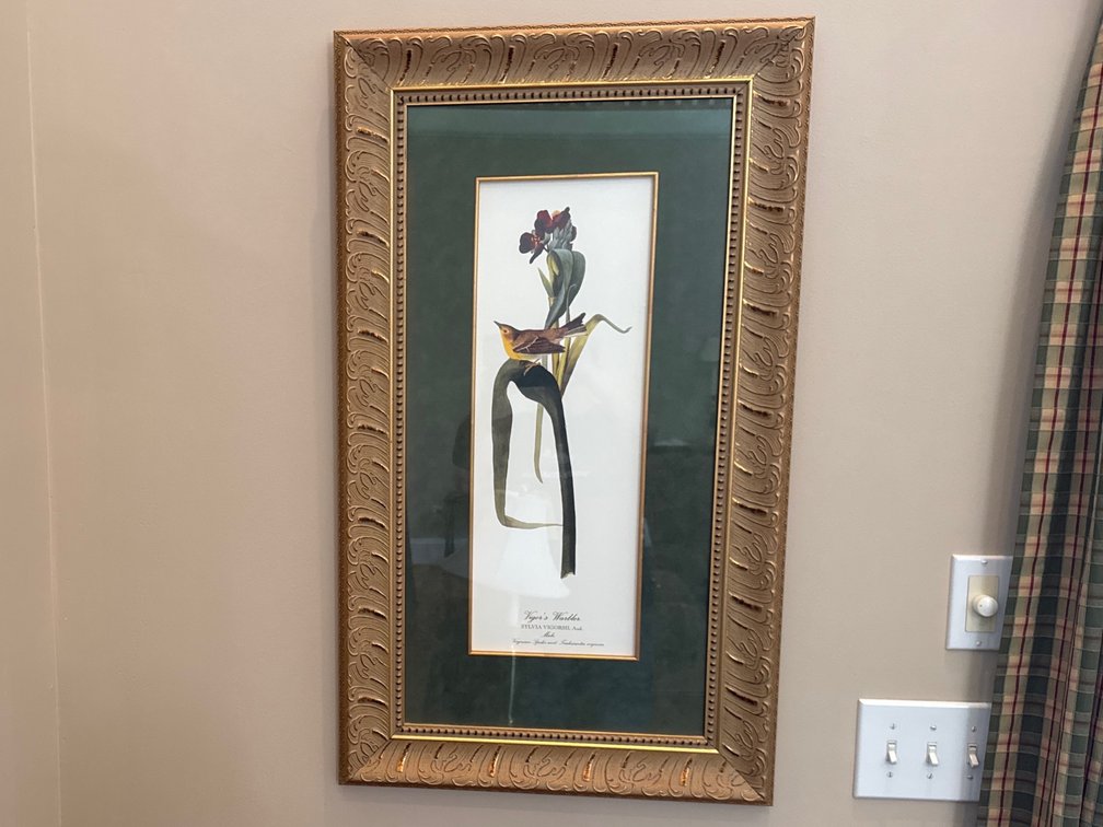 Vigor's Warbler Print