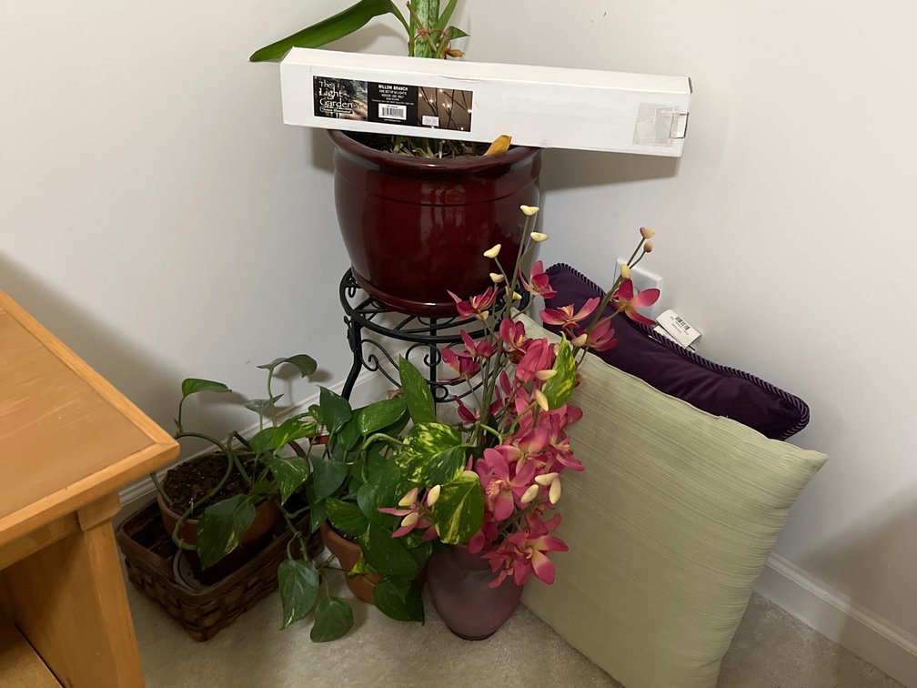 Metal Plant Stand & Houseplant