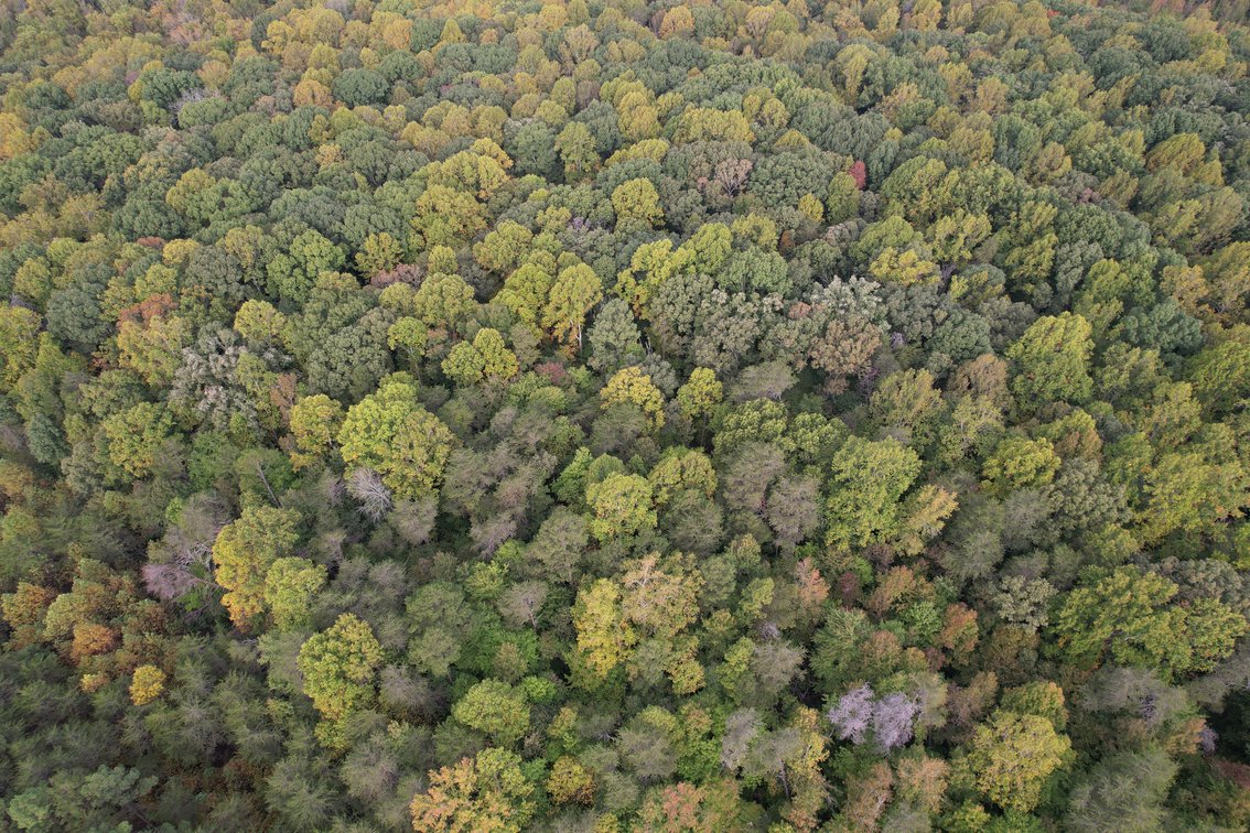 76 +/- Acres of Opportunity | Mocksville, NC
