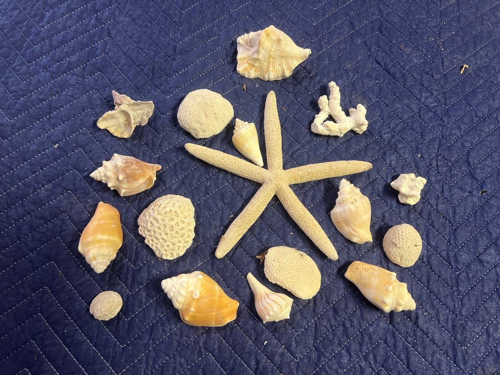 CORAL, CONCH & A STARFISH