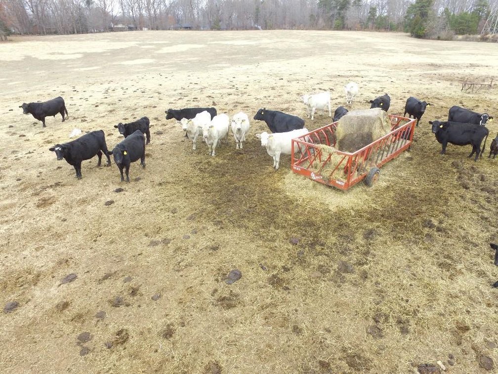 Local beef herd dispersal
