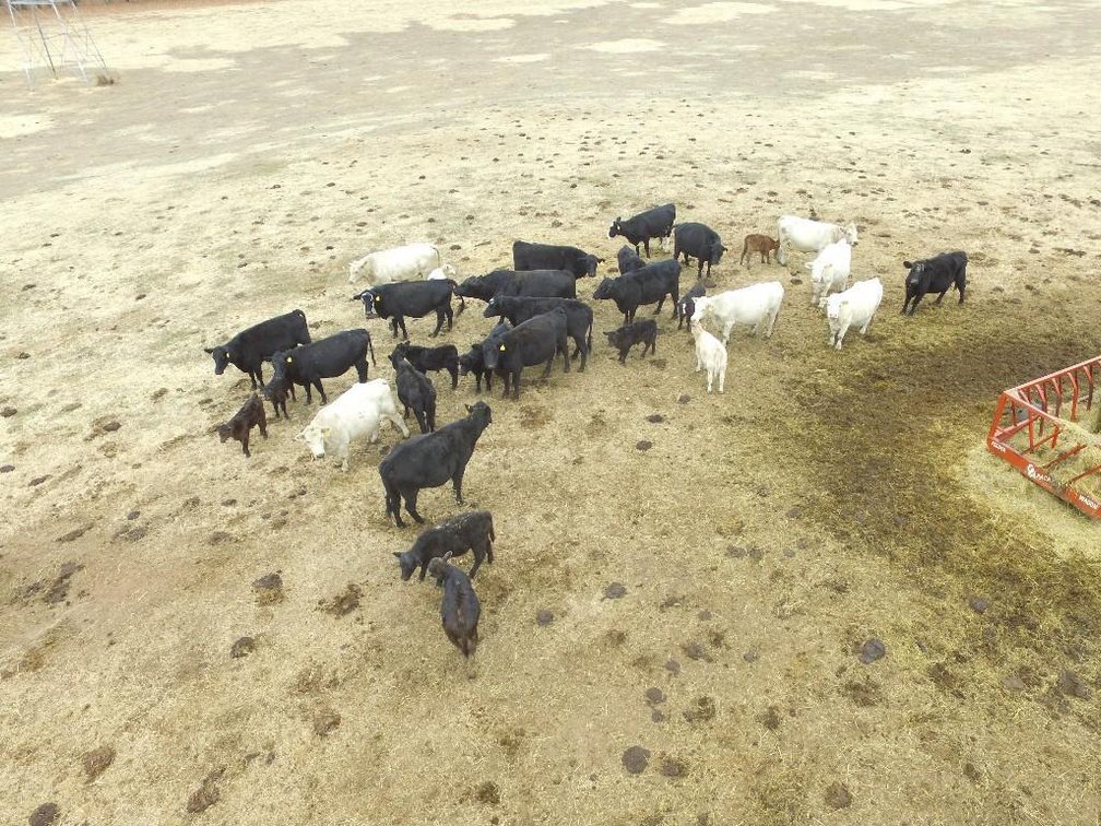 Local beef herd dispersal