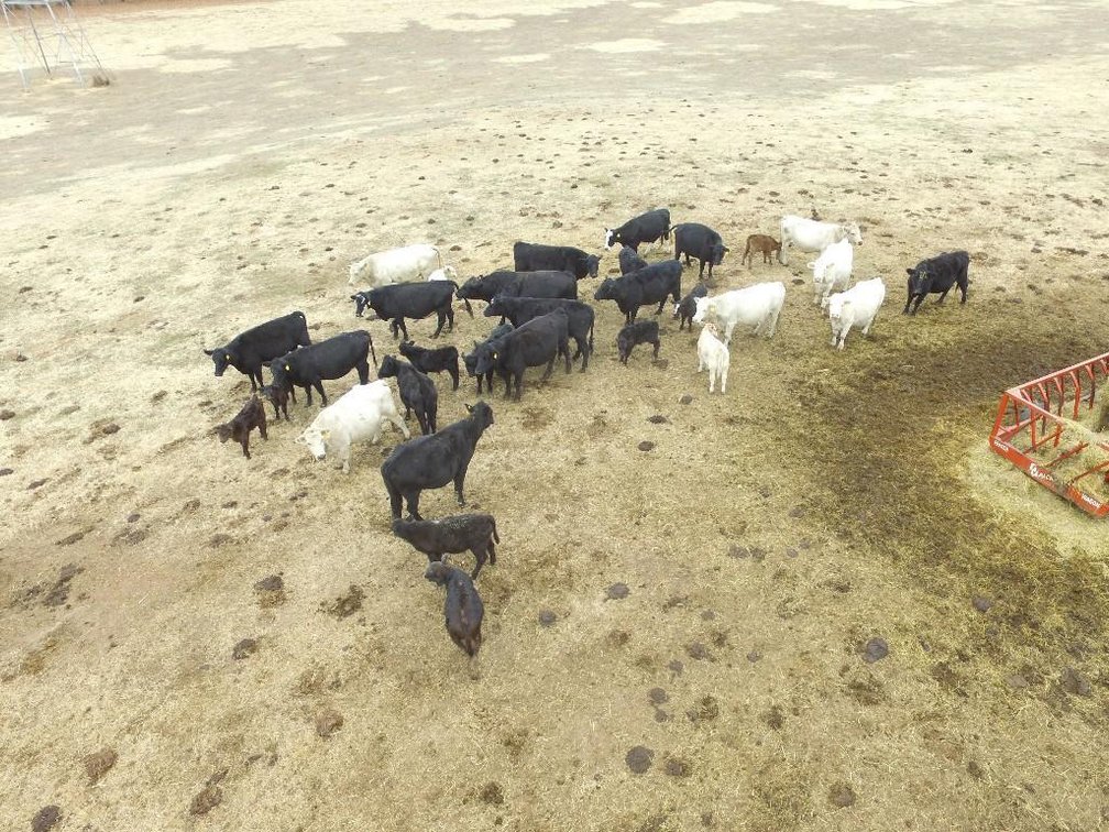 Local beef herd dispersal