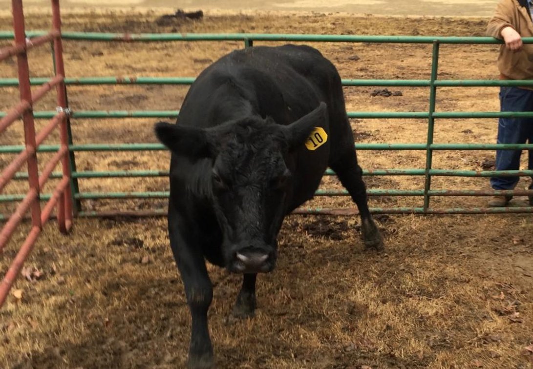 Local beef herd dispersal