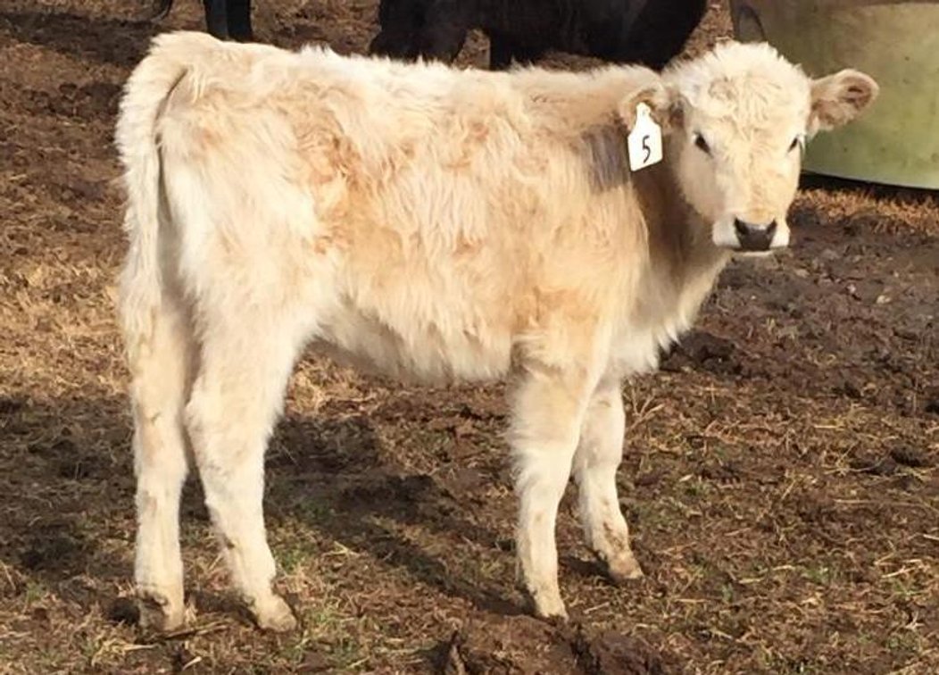 Local beef herd dispersal
