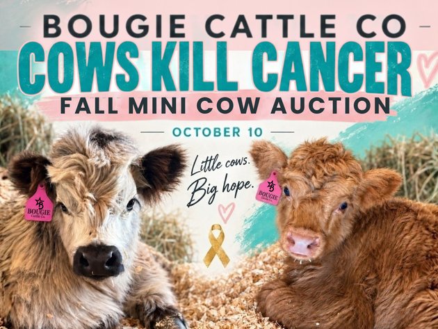 Image for Cows Kill Cancer Fall Mini Cow Auction