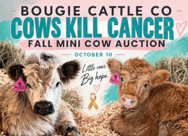 Image for Cows Kill Cancer Fall Mini Cow Auction