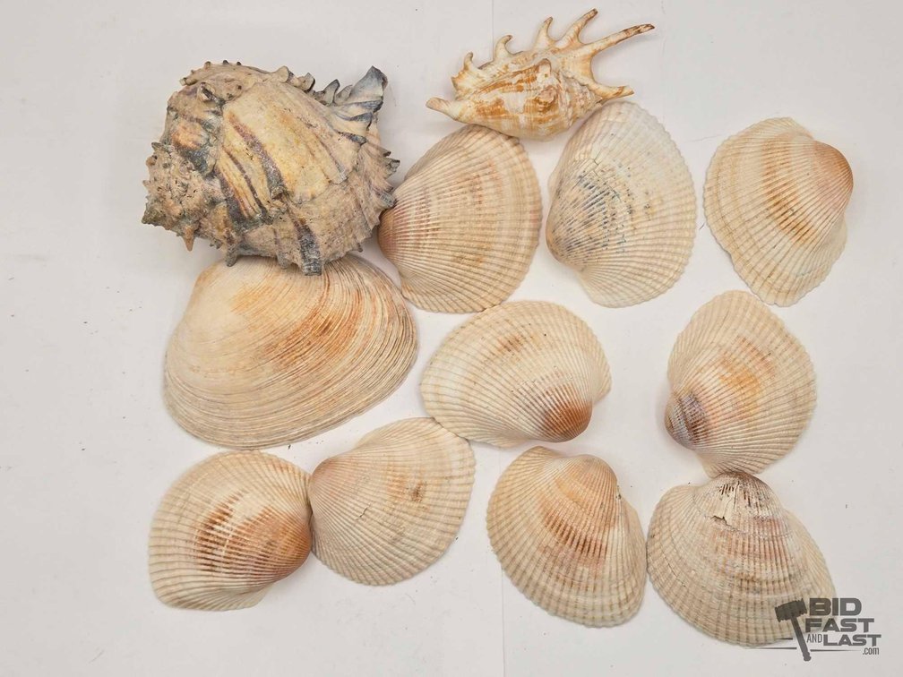 (12) Miscellaneous Decortive Seashells