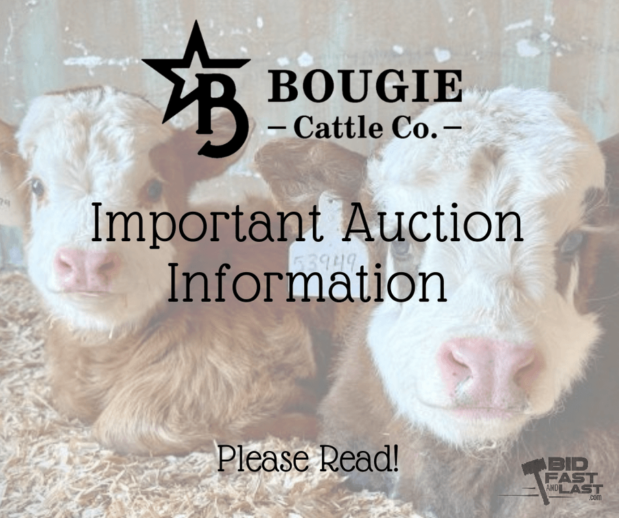 Image for Bougie Cattle Co Spring Fling Mini Cow Auction
