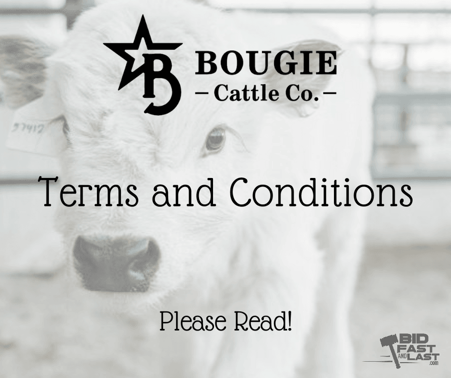 Image for Bougie Cattle Co Spring Fling Mini Cow Auction