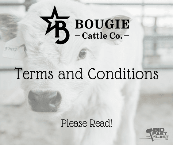 Image for Bougie Cattle Co Spring Fling Mini Cow Auction