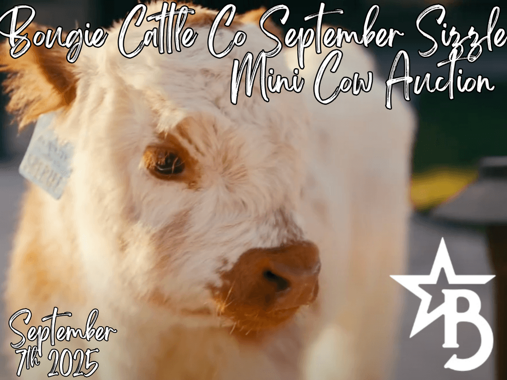 Image for Bougie Cattle Co September Sizzle Mini Cow Auction