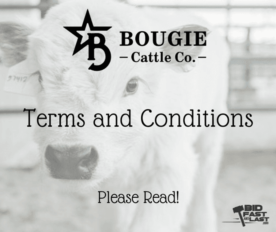 Image for Bougie Cattle Co September Sizzle Mini Cow Auction