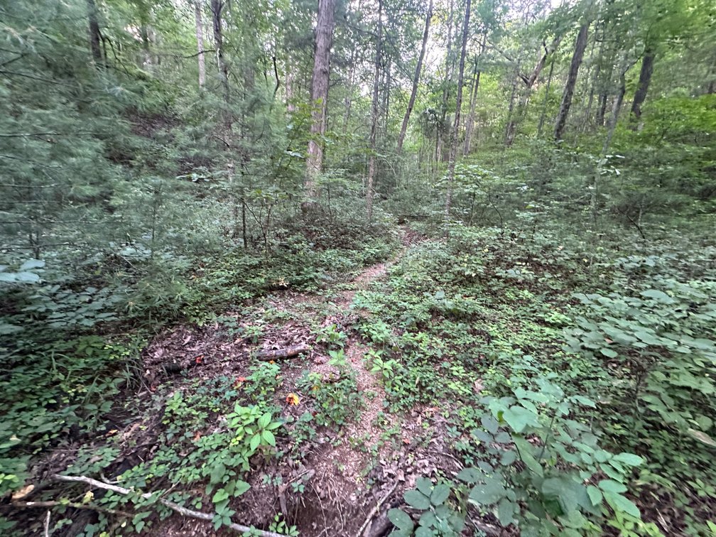 Image for **AUCTION CANCELED** 88+ Acres Wooded Property Bordering National Forest