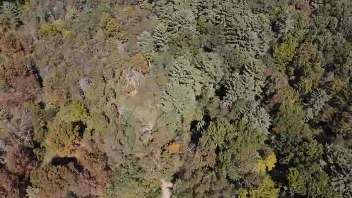 Image for **AUCTION CANCELED** 88+ Acres Wooded Property Bordering National Forest