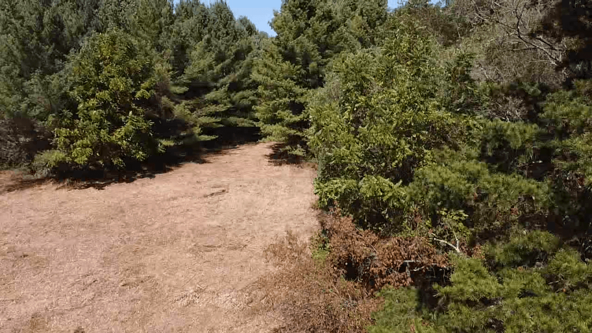 Image for **AUCTION CANCELED** 88+ Acres Wooded Property Bordering National Forest