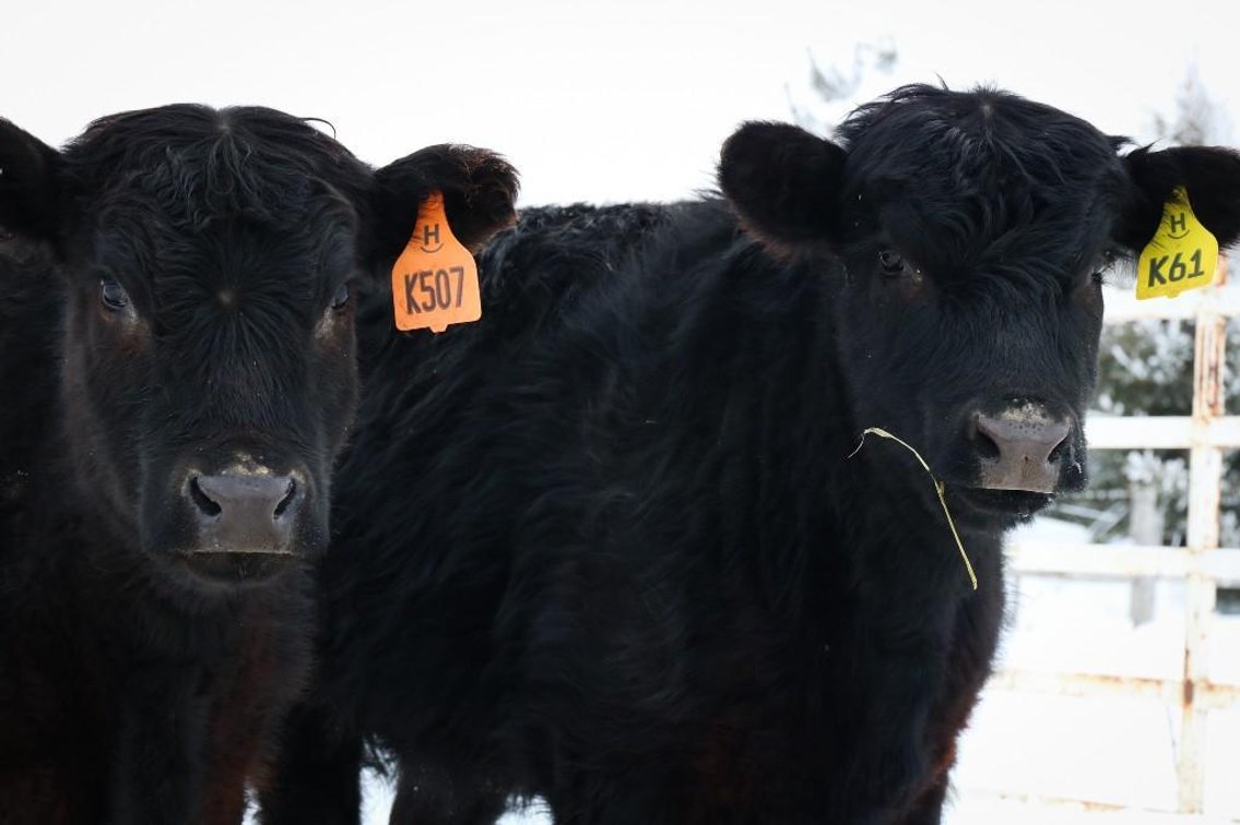 Image for 2023 Haugestuen Ranches Build Your Herd Auction