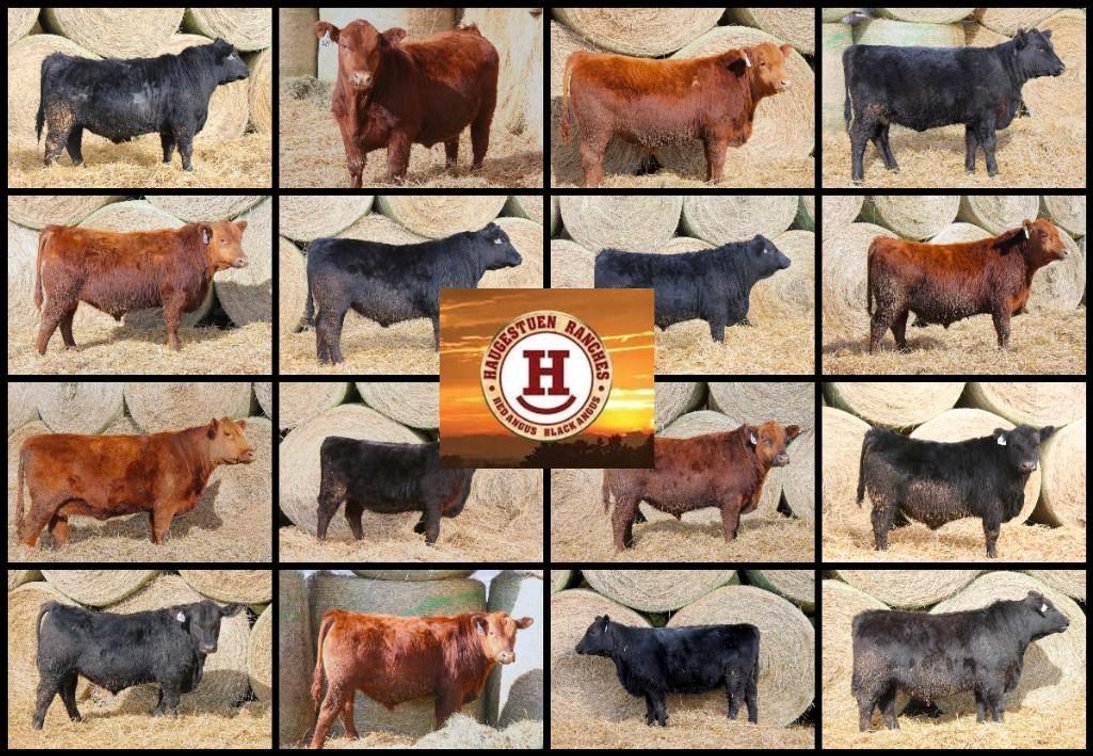 Image for Haugestuen Ranches Build Your Own Herd Auction