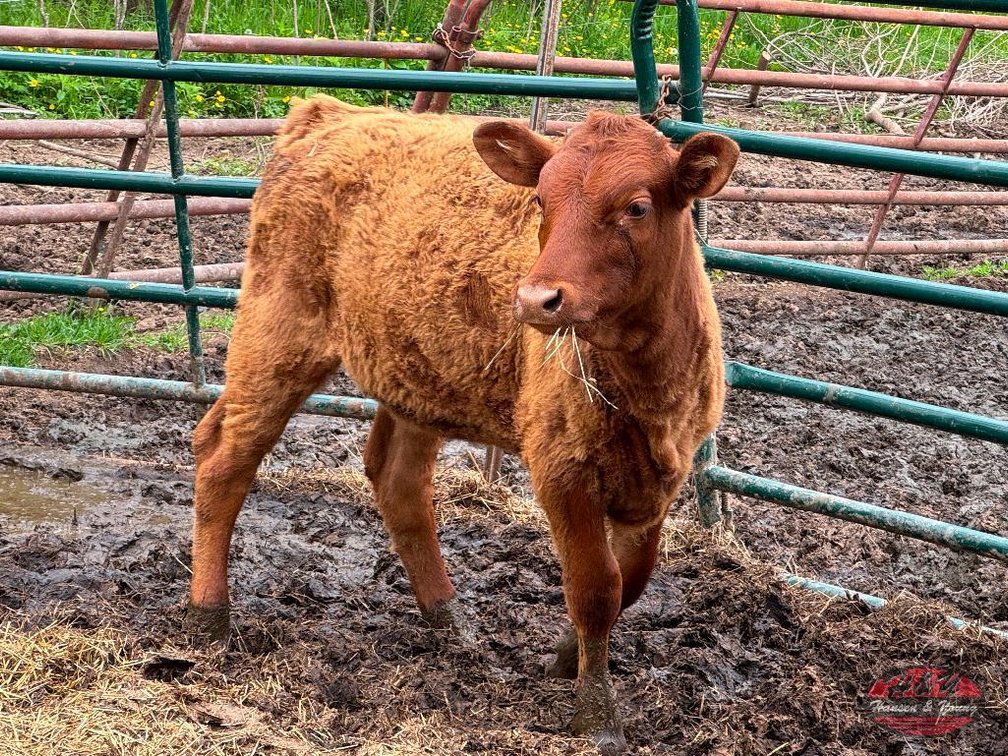 Red Angus Cross Calf - Barron, WI