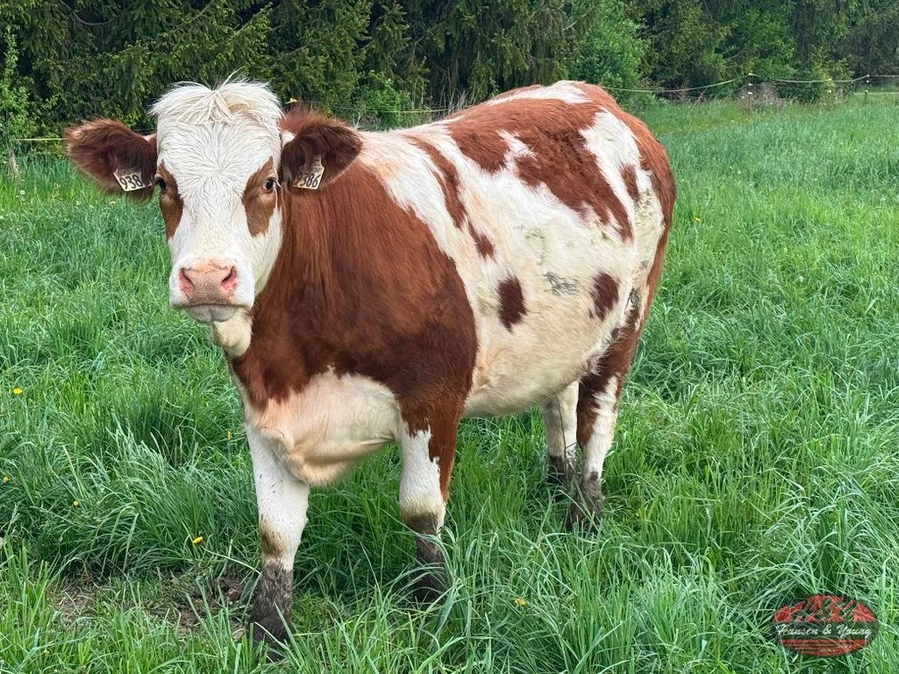 Beef Cow - Barron, WI