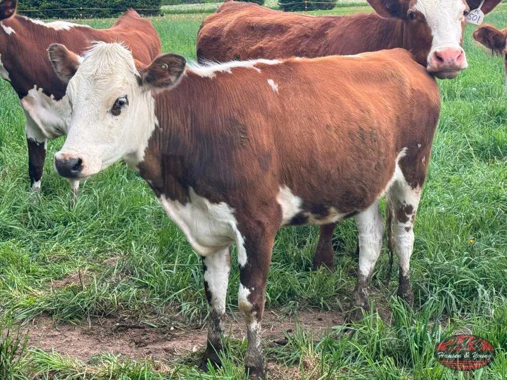 White Face Beef Heifer - Barron, WI