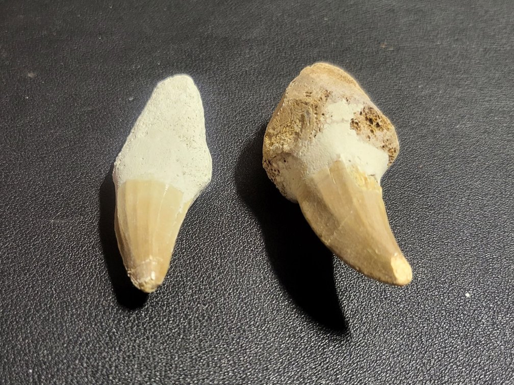 Authentic Mosasaur Tooth Fossil Lot (2 Pieces) Late Cretaceous Period